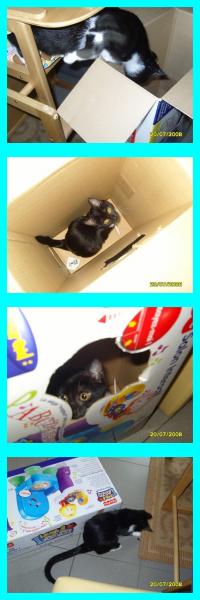 Punaise est de la partie !